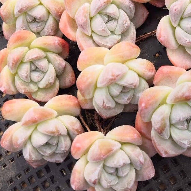 Echeveria ' Ice Green '