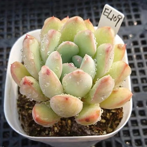 Echeveria King Midas