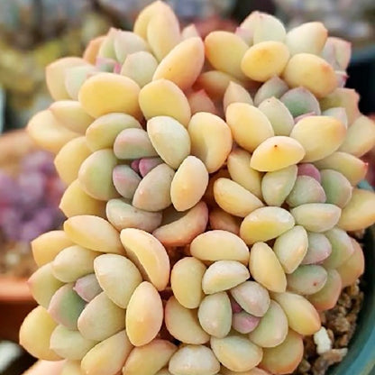 Echeveria King Midas