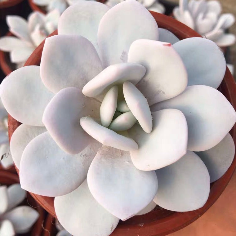 echeveria laui succulent plant bonsai Echeveria laui