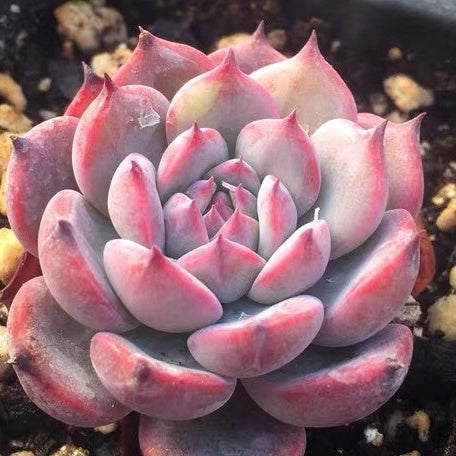 Echeveria laulensis