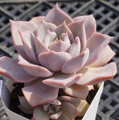 Echeveria lucila