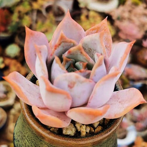 Echeveria lucila