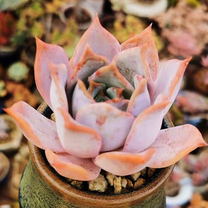 Echeveria lucila