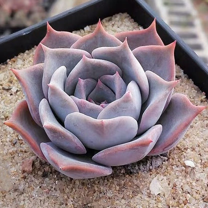 Echeveria lucila