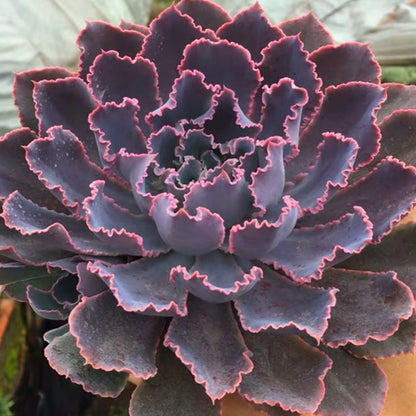 neon succulents Echeveria ' Neon Breaker ' for Sale