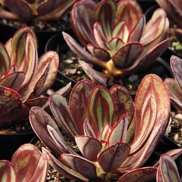 Echeveria nodulosa