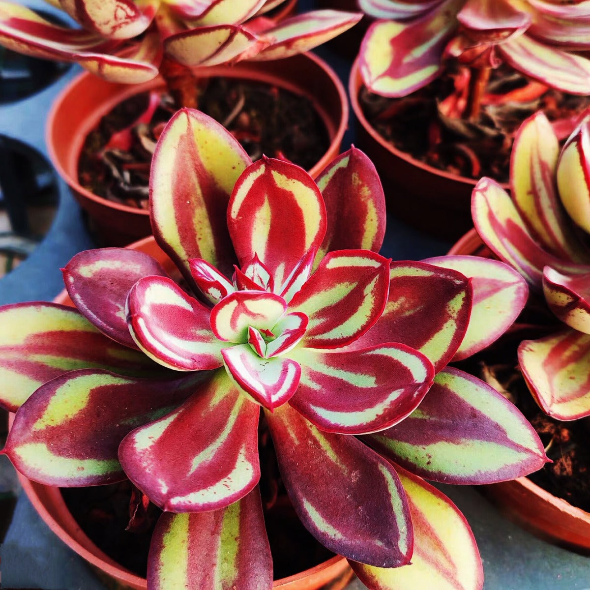 Echeveria nodulosa