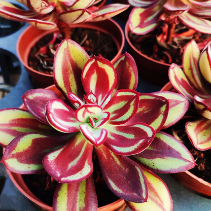 Echeveria nodulosa