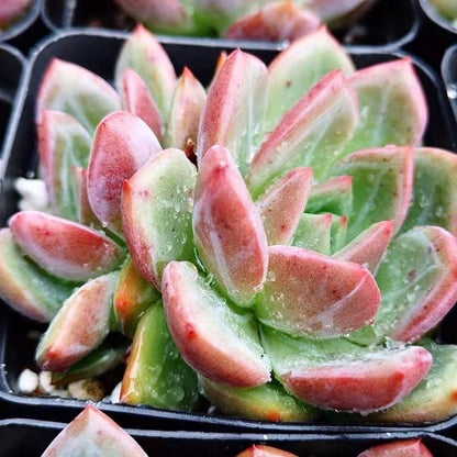 Echeveria pink champagne