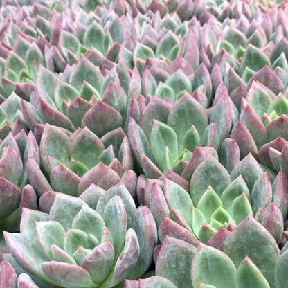Echeveria pink champagne