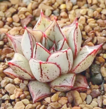 Echeveria purpusorum white form