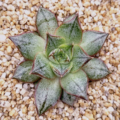 Echeveria purpusorum white form