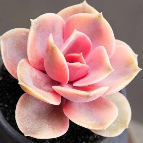 Echeveria ' Rainbow '