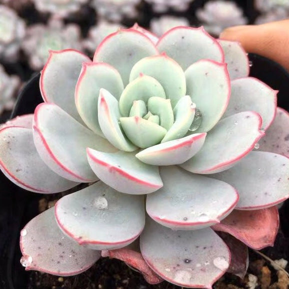 Echeveria sbucorymbosa lau