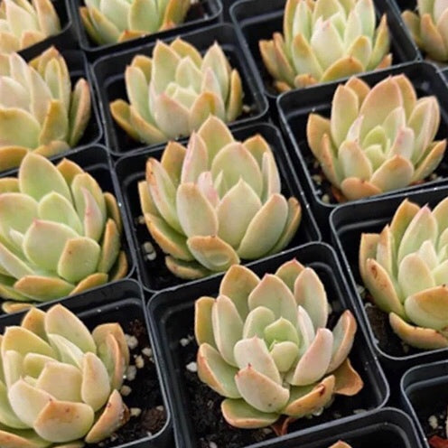 Echeveria ' Silk Veil '