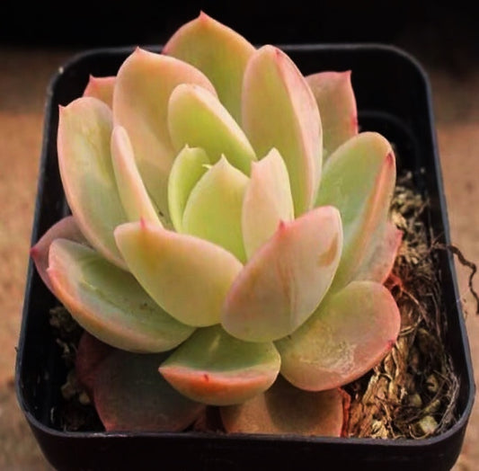 Echeveria ' Silk Veil '