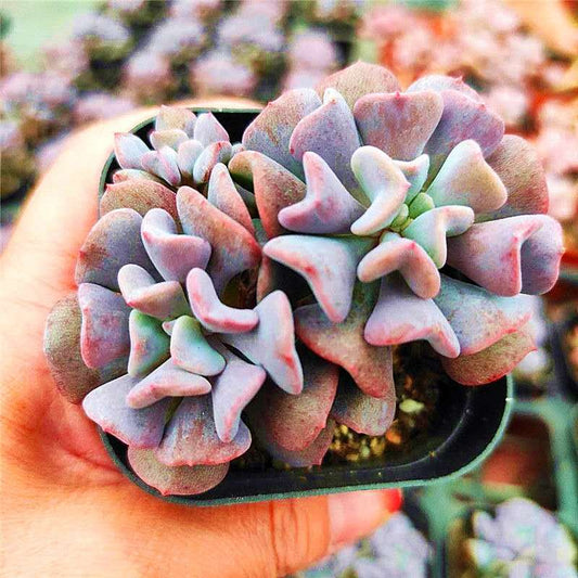 Echeveria ' Snow elf '