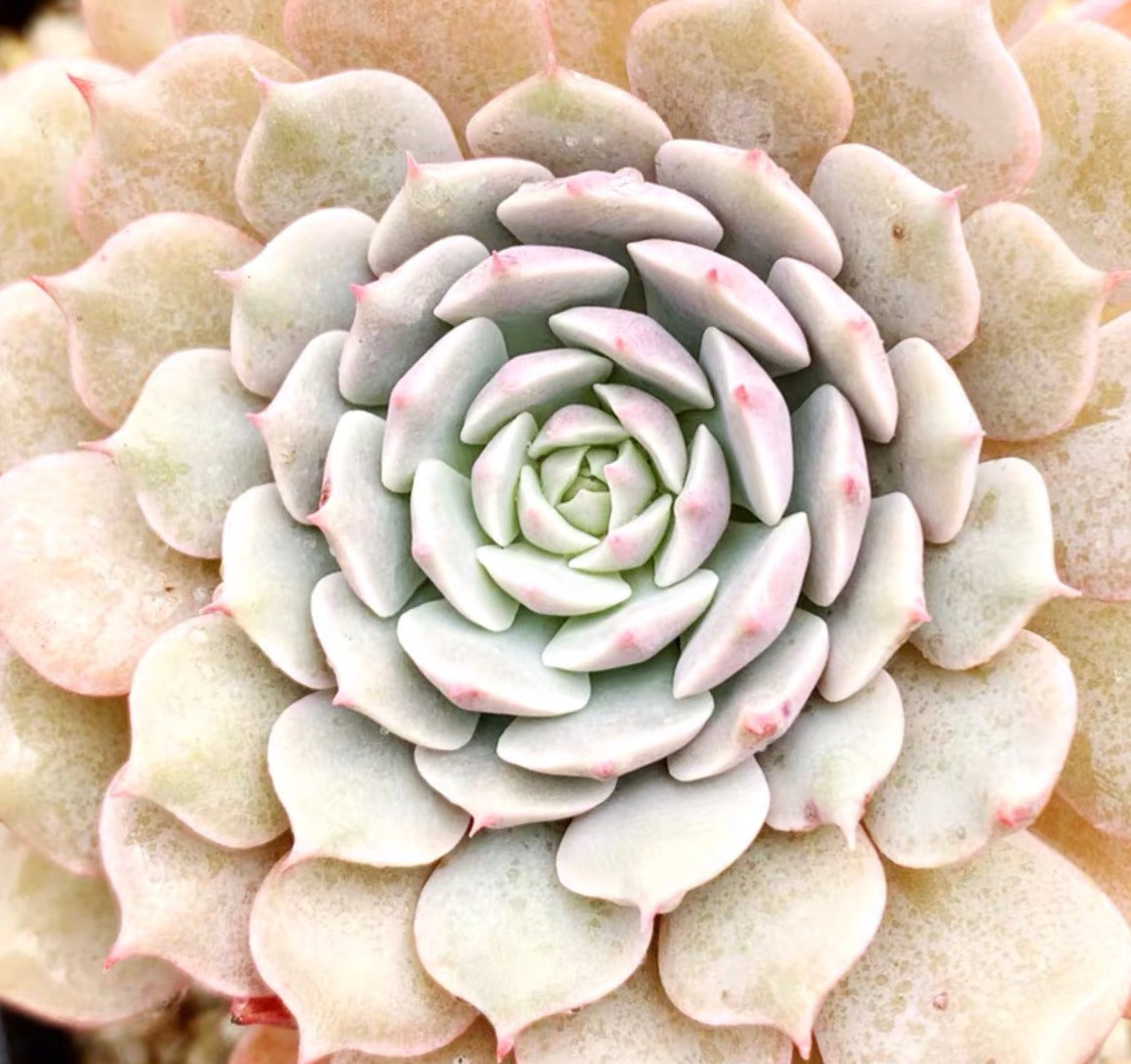 Echeveria ' Pinwheel '