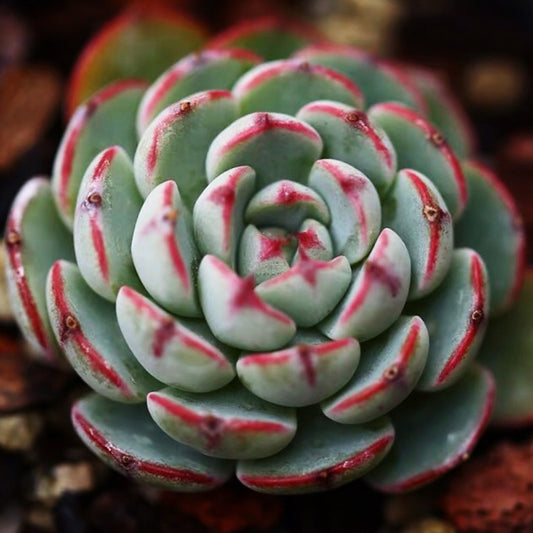 Echeveria sp el encino