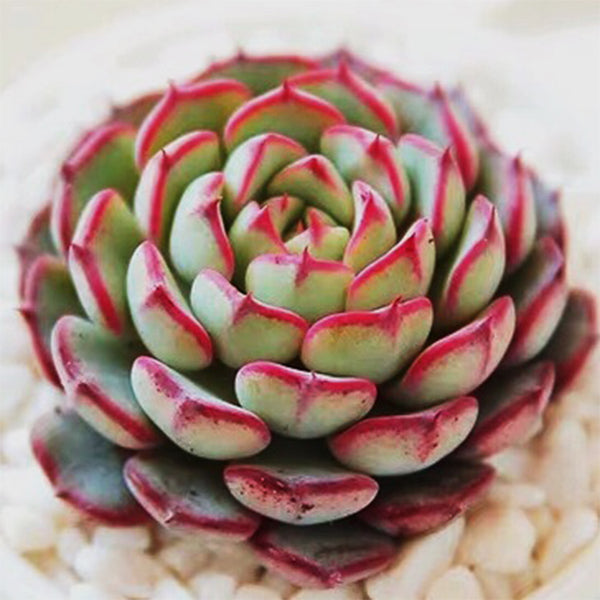 Echeveria sp el encino