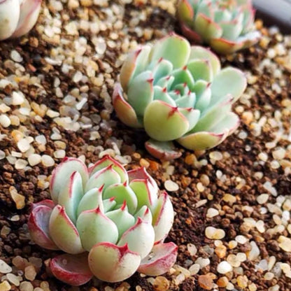 Echeveria sp el encino