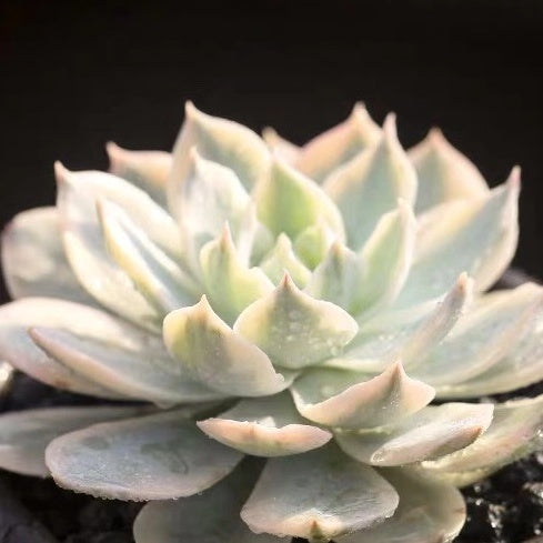 Echeveria subsessilis variegated