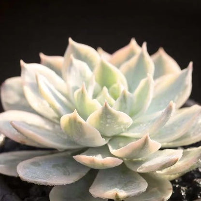 echeveria subsessilis succulent Echeveria subsessilis variegated for Sale