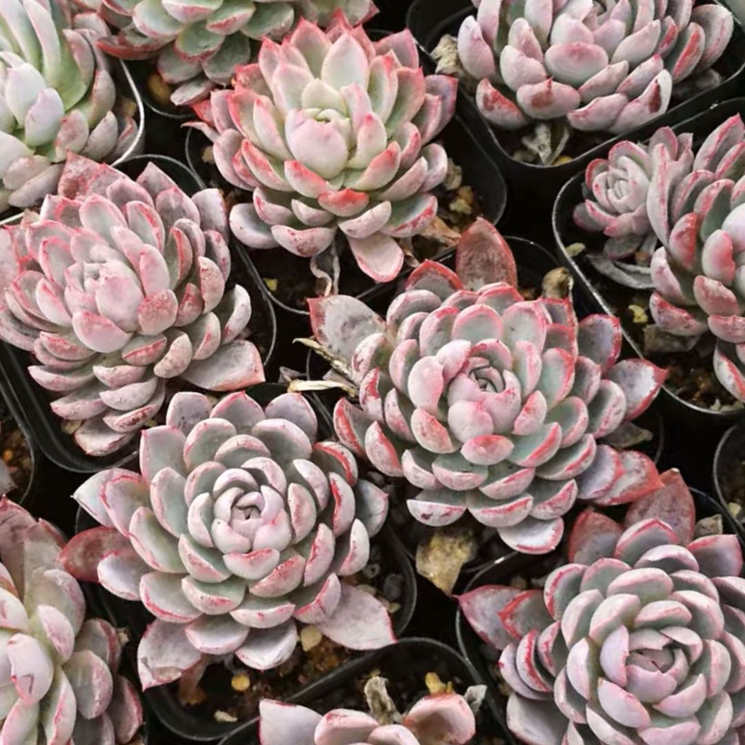 Echeveria violet queen