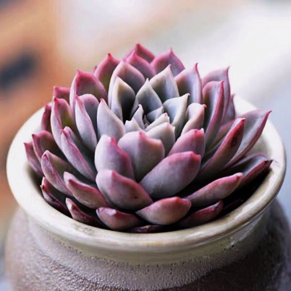 Echeveria violet queen