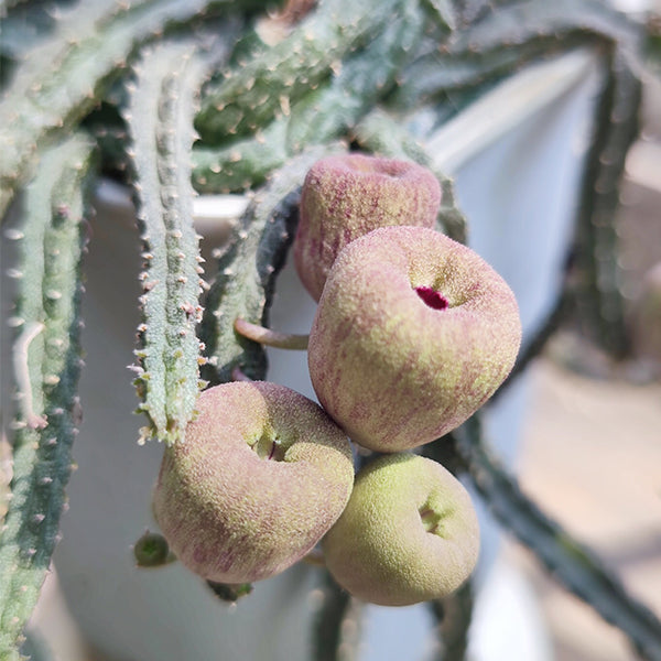 Echidnopsis malum