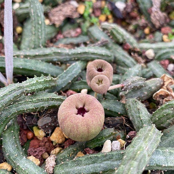 Echidnopsis malum