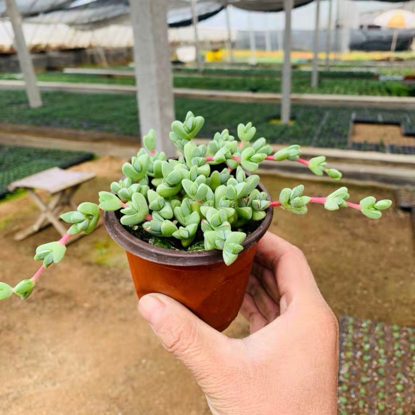 Beads Lampranthus (Ceropegia spp.)