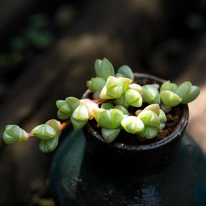 Beads Lampranthus (Ceropegia spp.)