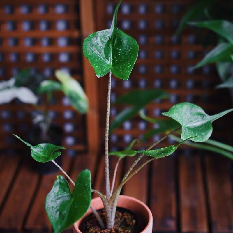 Elephant Ear ‘ Stingray ’  ( Alocasia hybrid )