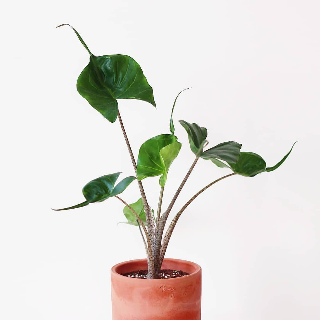 Elephant Ear ‘ Stingray ’  ( Alocasia hybrid )