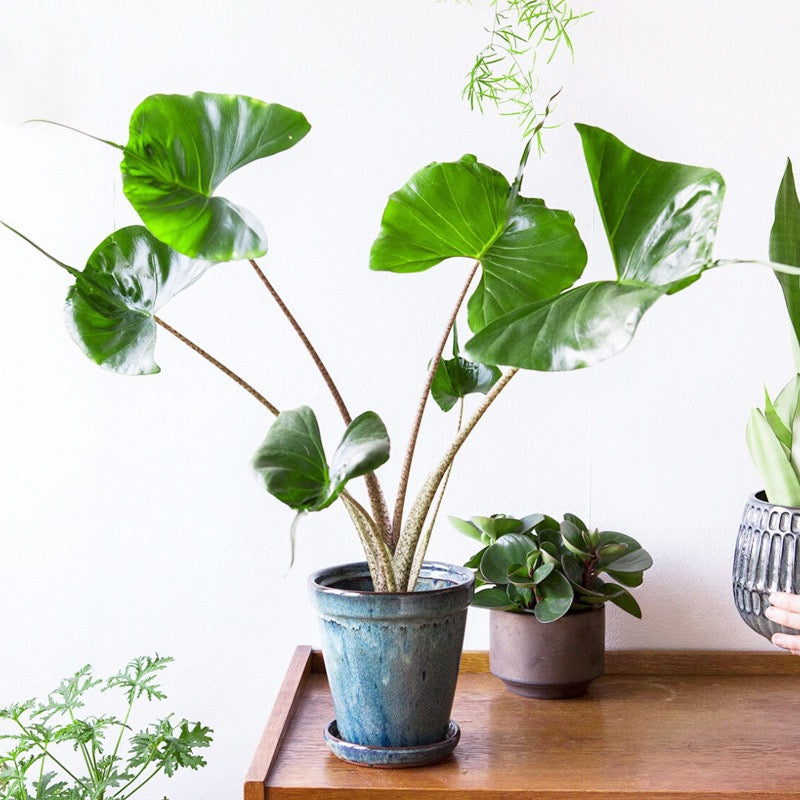 Elephant Ear ‘ Stingray ’  ( Alocasia hybrid )