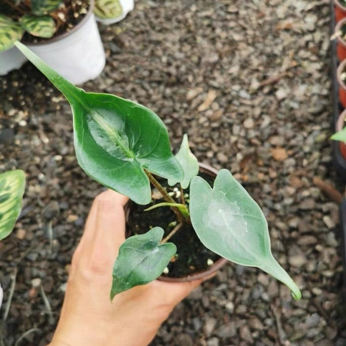 Elephant Ear ‘ Stingray ’  ( Alocasia hybrid )