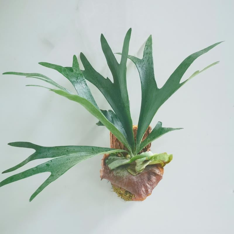 Elkhorn Fern (Platycerium bifurcatum)
