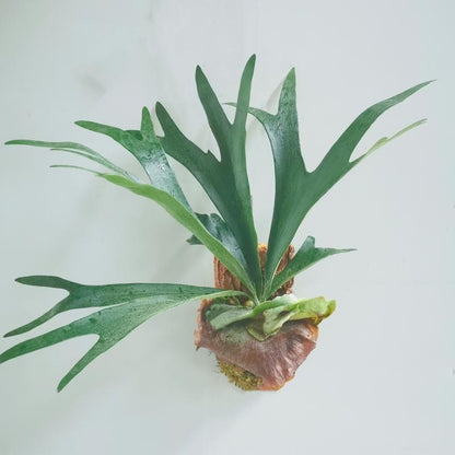 Elkhorn Fern (Platycerium bifurcatum)