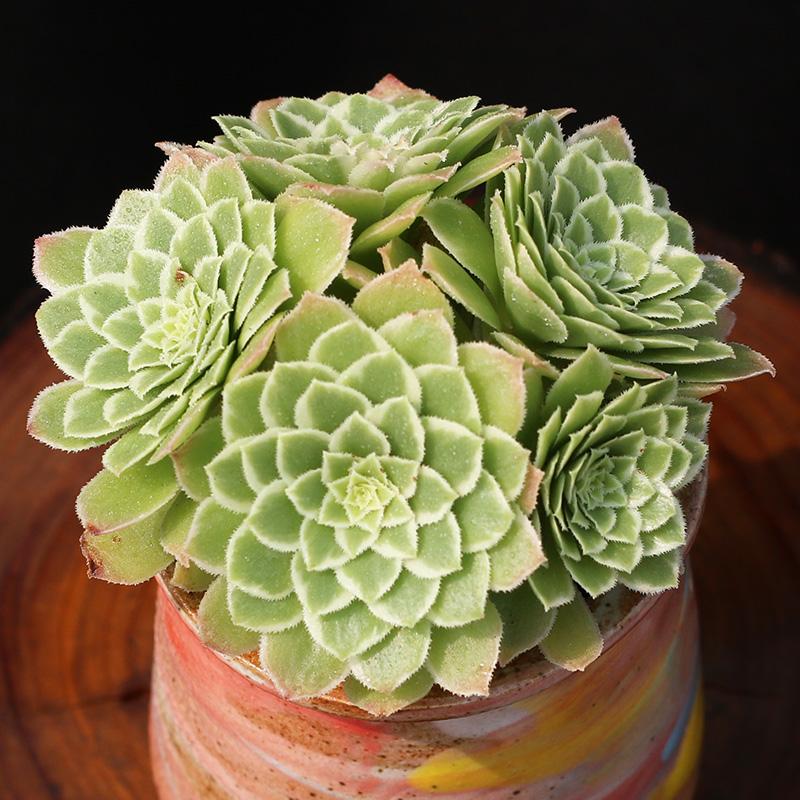 emerald ice succulent Emerald Ice (Aeonium)