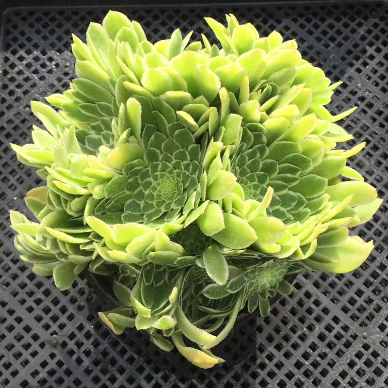 emerald spring succulent Emerald Ice (Aeonium) for Sale
