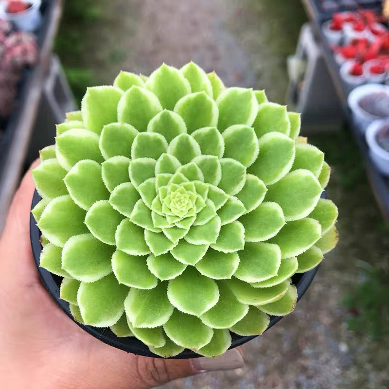 emerald spring succulent Emerald Ice (Aeonium) for Sale