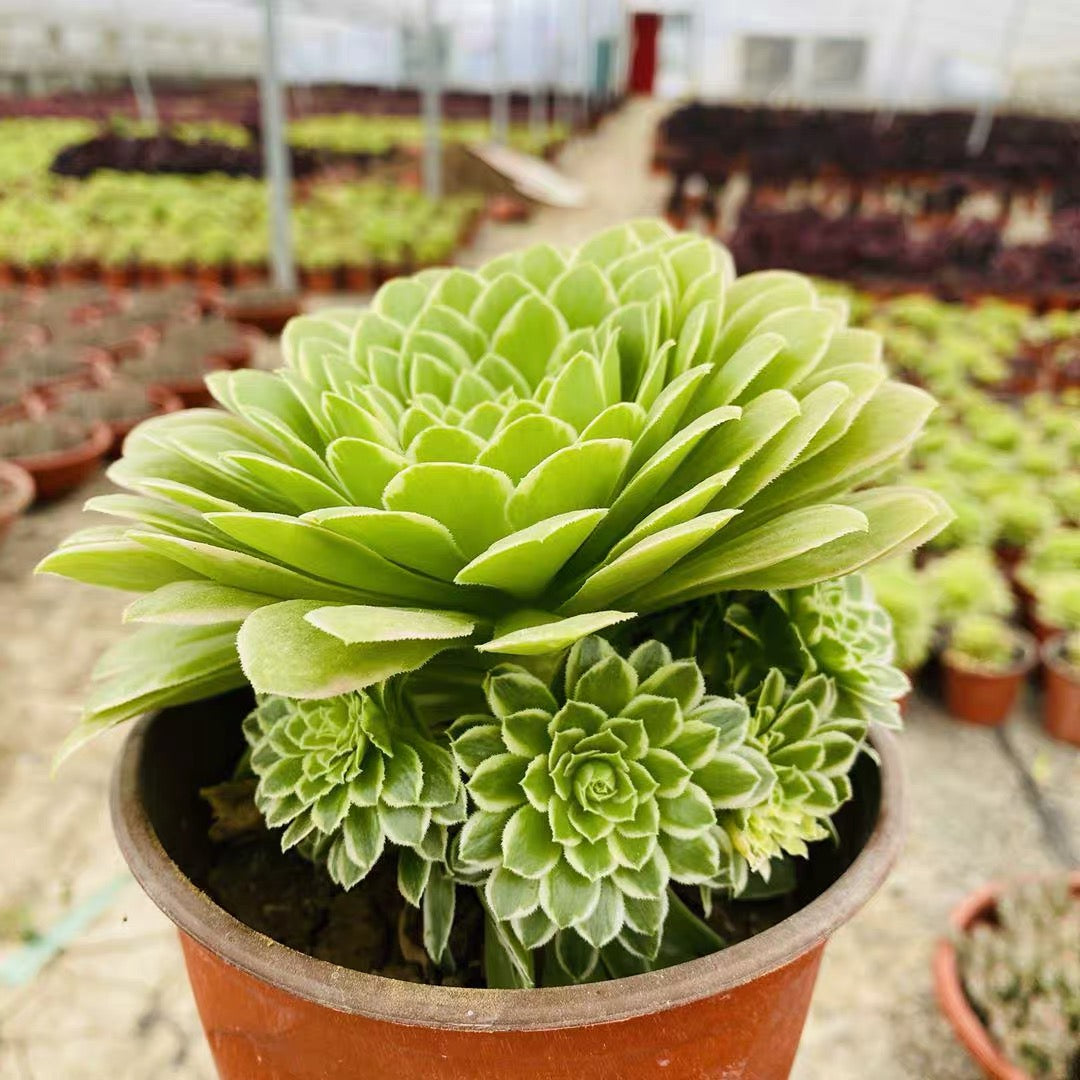 ice succulent Emerald Ice (Aeonium)