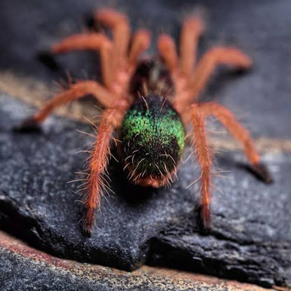 Emerald Skeleton Tarantula (Ephebopus uatuman)