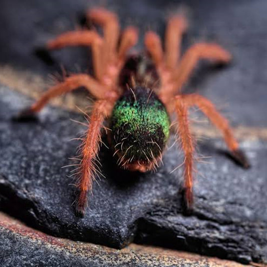 Emerald Skeleton Tarantula (Ephebopus uatuman)