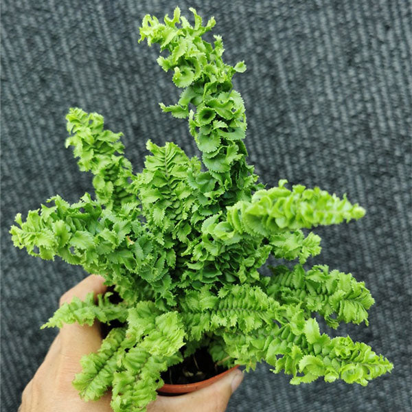 ‘Emina’ Curly Boston Fern ( Nephrolepis exaltata ‘Emina’ )
