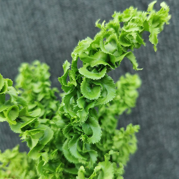 ‘Emina’ Curly Boston Fern ( Nephrolepis exaltata ‘Emina’ )