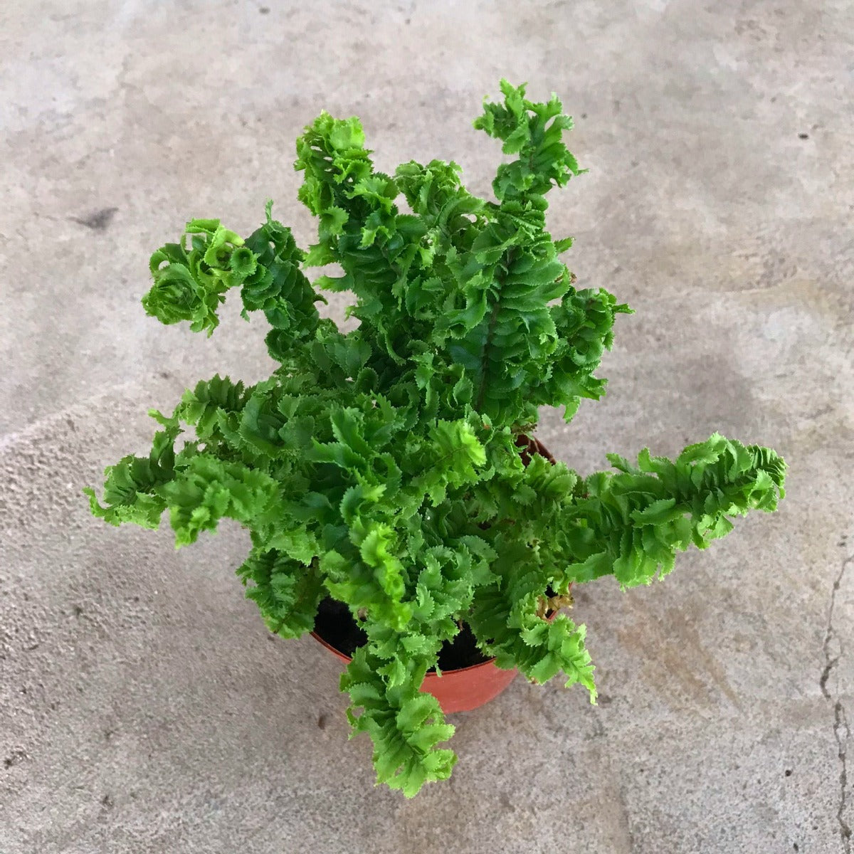 ‘Emina’ Curly Boston Fern ( Nephrolepis exaltata ‘Emina’ )