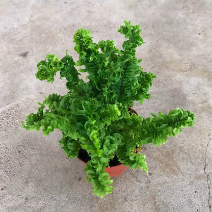 ‘Emina’ Curly Boston Fern ( Nephrolepis exaltata ‘Emina’ )